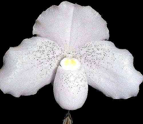Paphiopedilum niveum